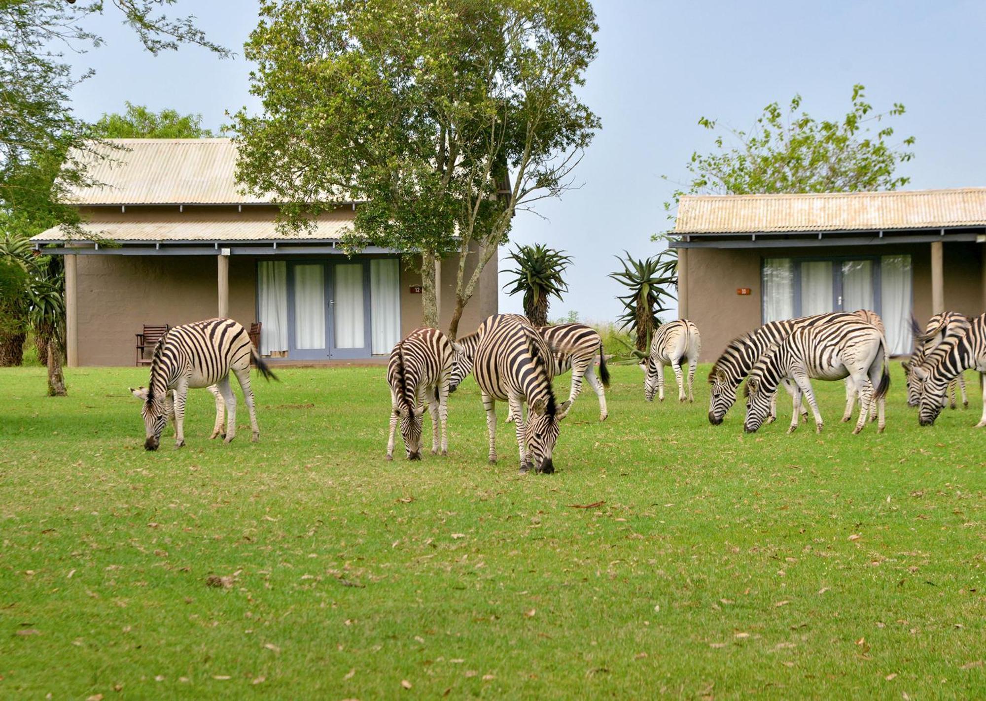Tala Collection Game Reserve Silverton Dış mekan fotoğraf